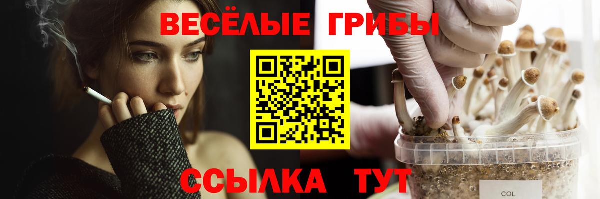 Искитим  сколько стоит  Вход с VPN  Псилоцибиновые грибы Cubensis 